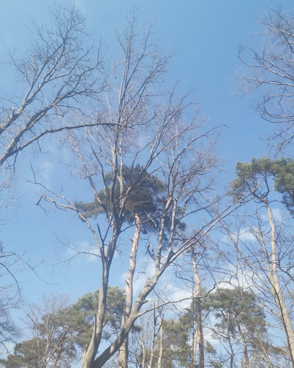 SCIENTIA EST POTENTIA / Bilgi&nbsp;Güçtür