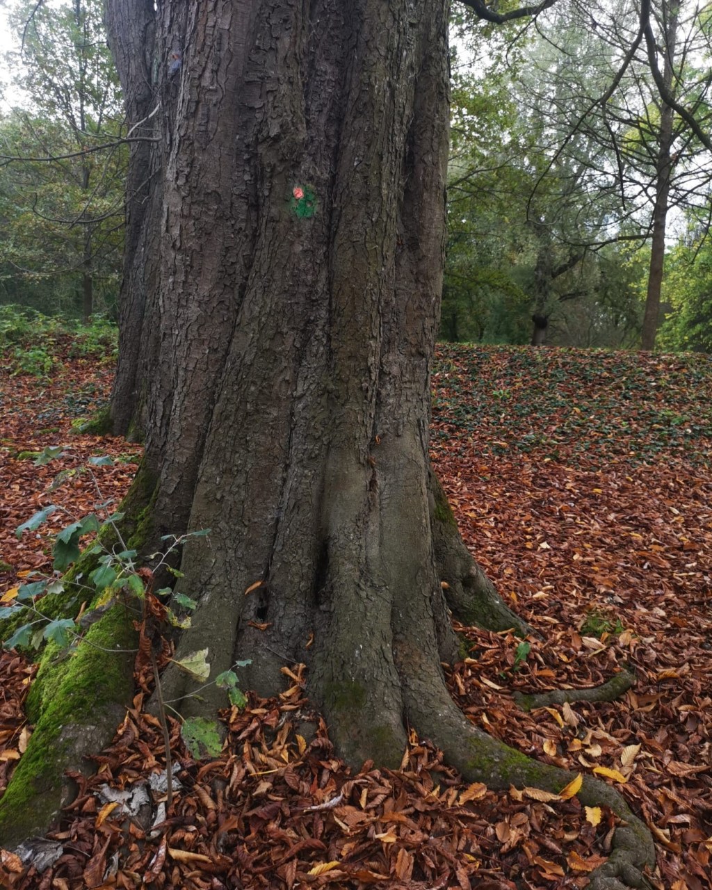 QUO VADİS / Nereye&nbsp;Gidiyorsun?