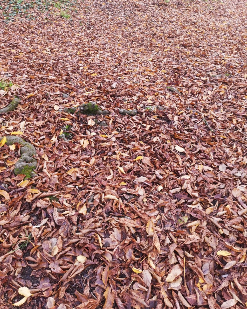 EGO TACUI /&nbsp;Sustum