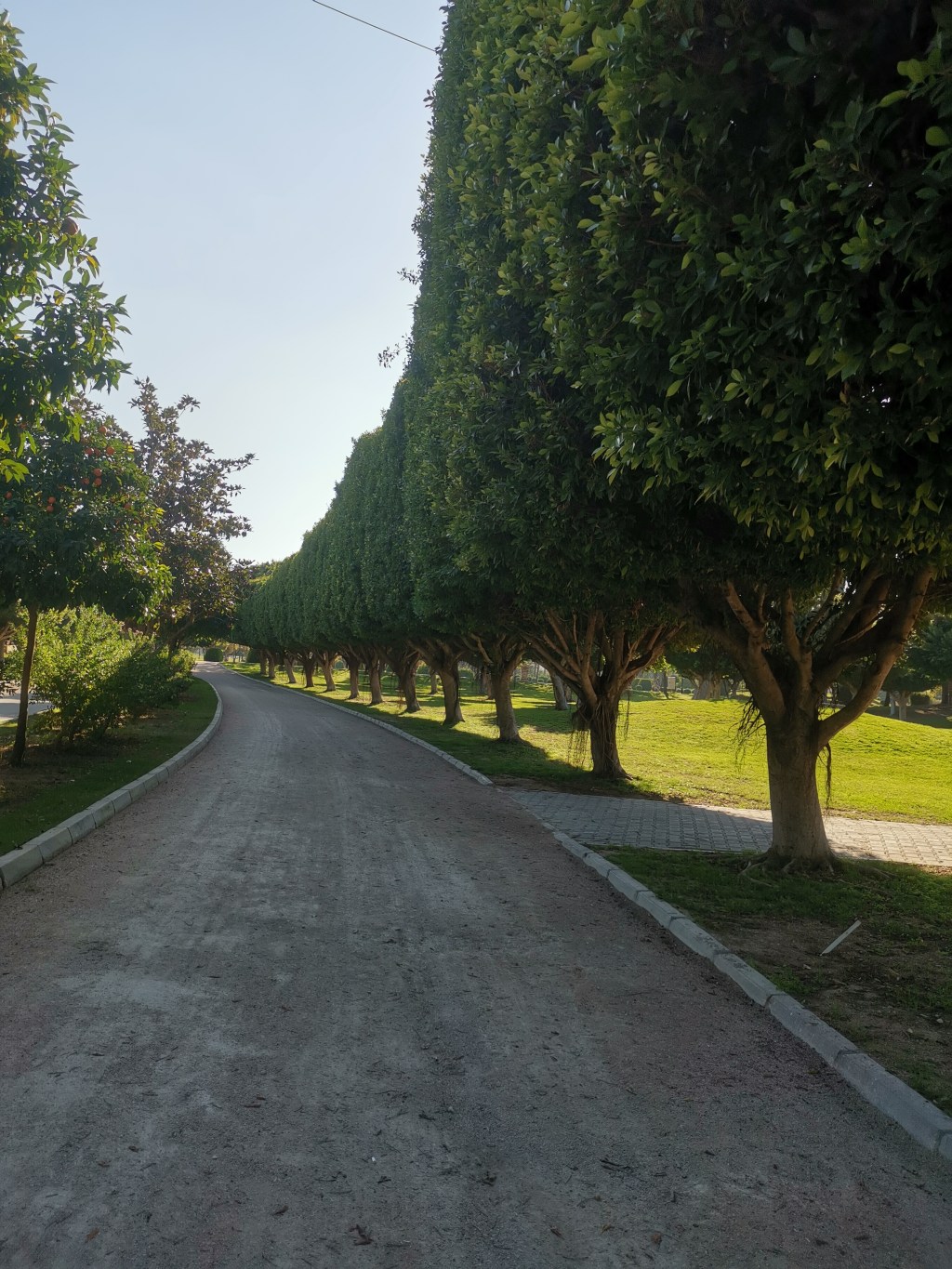 VİTA BREVİS/Hayat Kısa