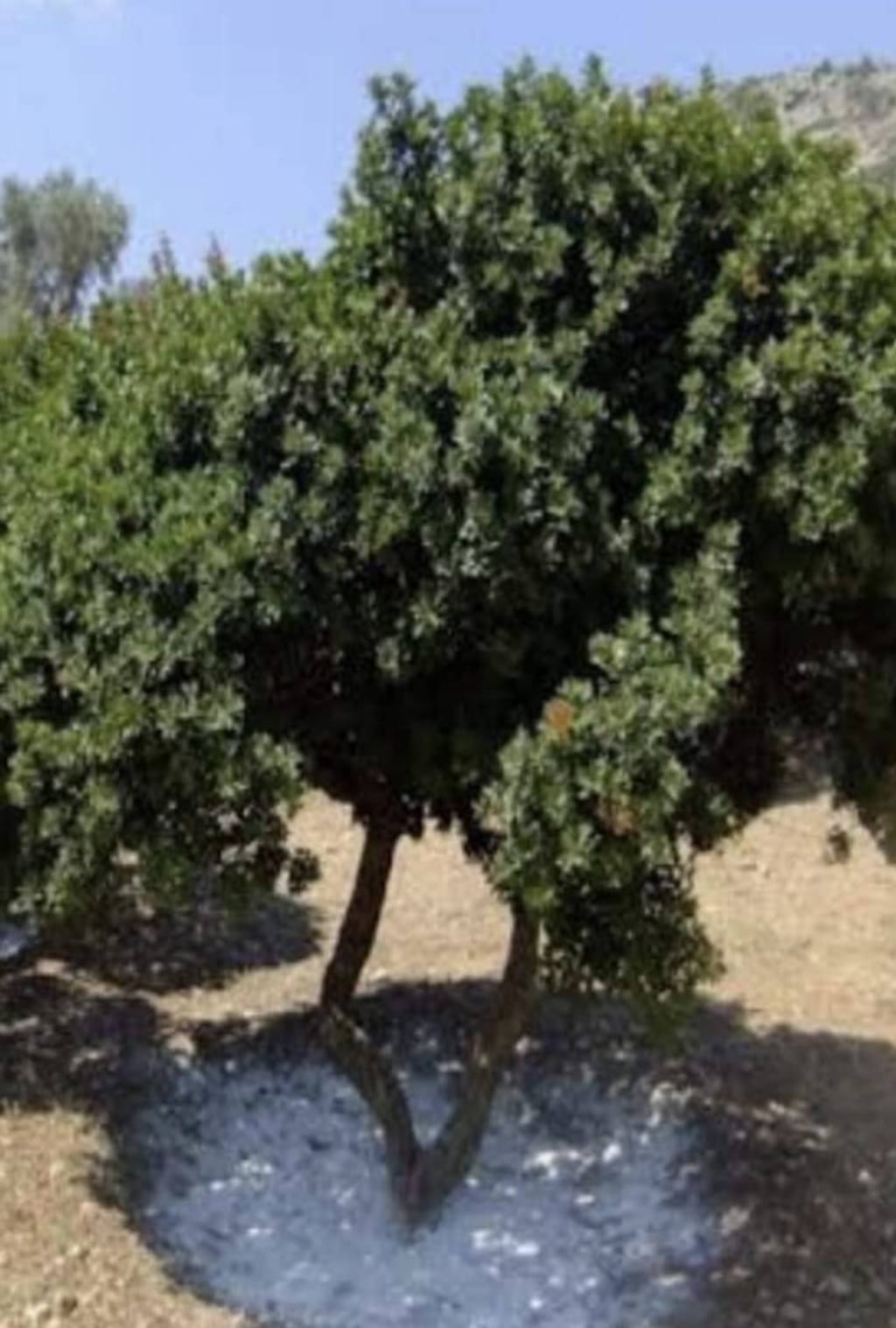 Sakız Ağacı / Belgin&nbsp;Önal