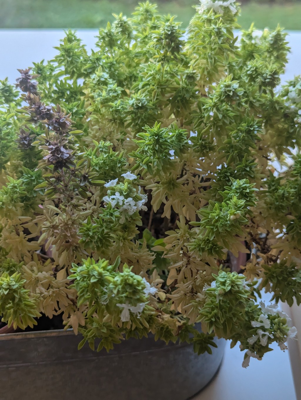 “Gene çiçek kokulu yaz akşamlarından&nbsp;biriydi.”